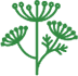 fenouil